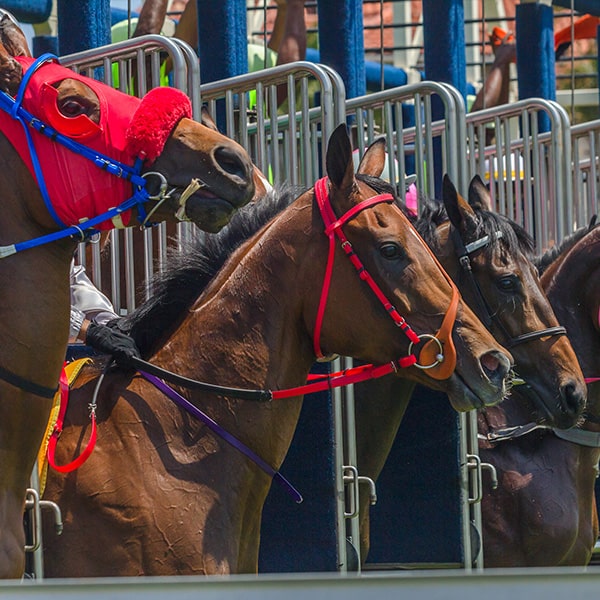 Full List Of Online Betting Sites For Australia